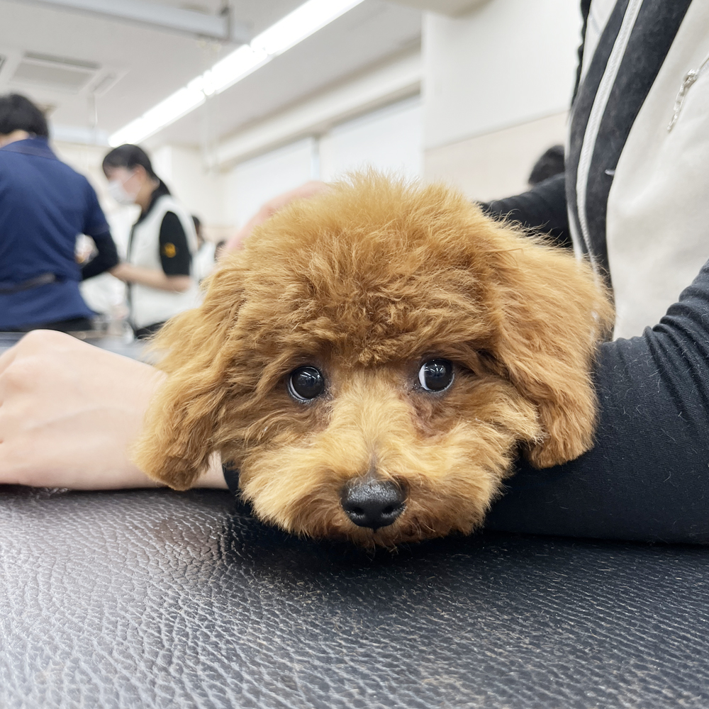 かわいいお客様！